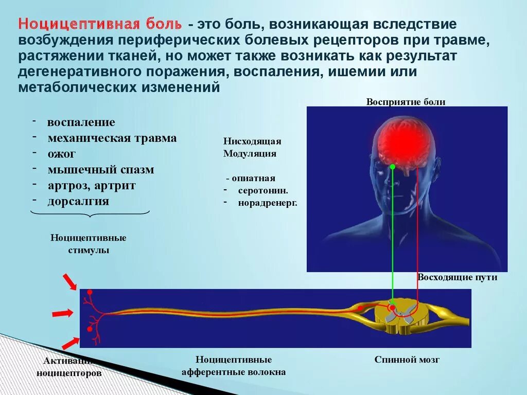 Ощущение возникают при рецепторов. Ноцицептивная боль. Ноцицептивные рецепторы. Болевые рецепторы. Рецепторы боли ноцицепторы.