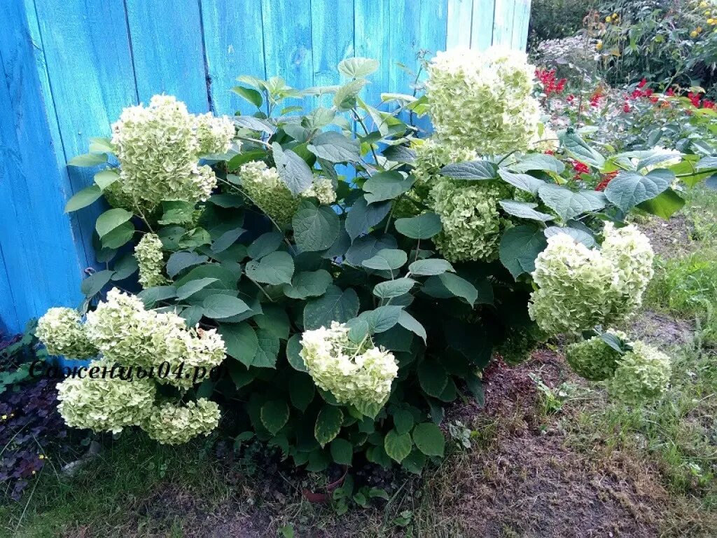 Питомник гортензий аннабель каталог с ценами. Питомник гортензий аннабель каталог с ценами. Питомник гортензий веры глуховой. Питомник гортензий аннабель каталог с ценами. Питомник растений аннабель.
