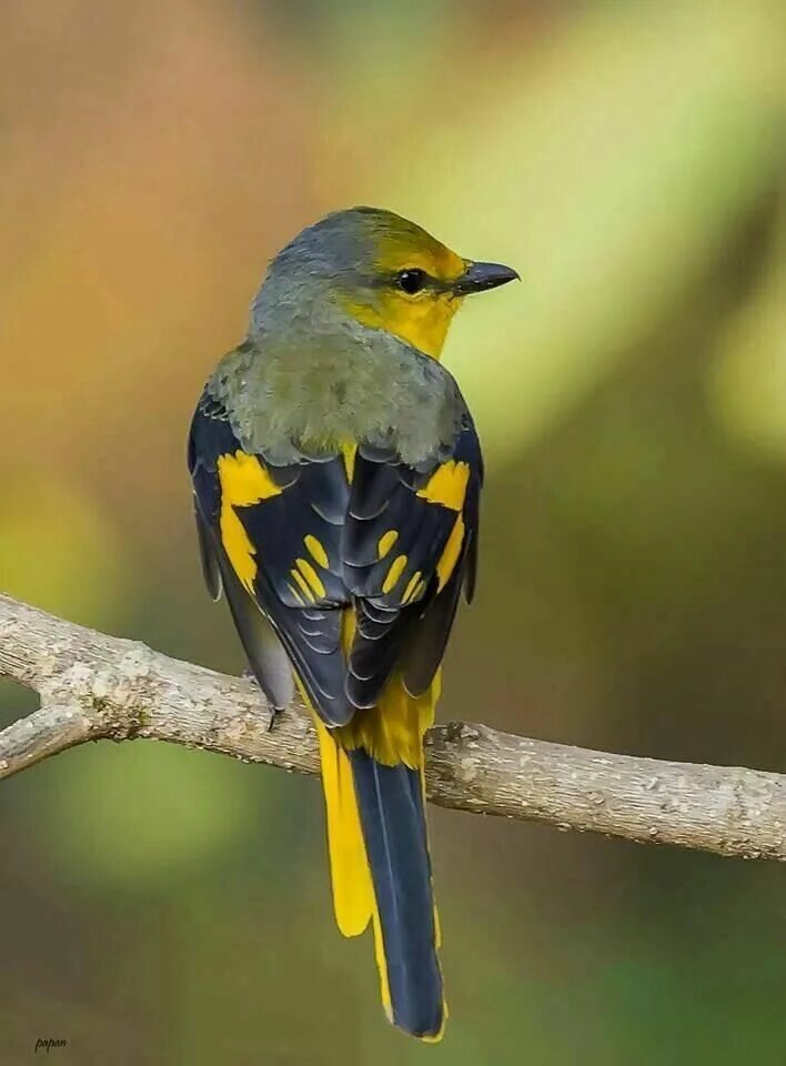 Черный дрозд голова. Кедровый свиристель. Yellow-hooded blackbird. Черно желтая птица. Птица иктерус.