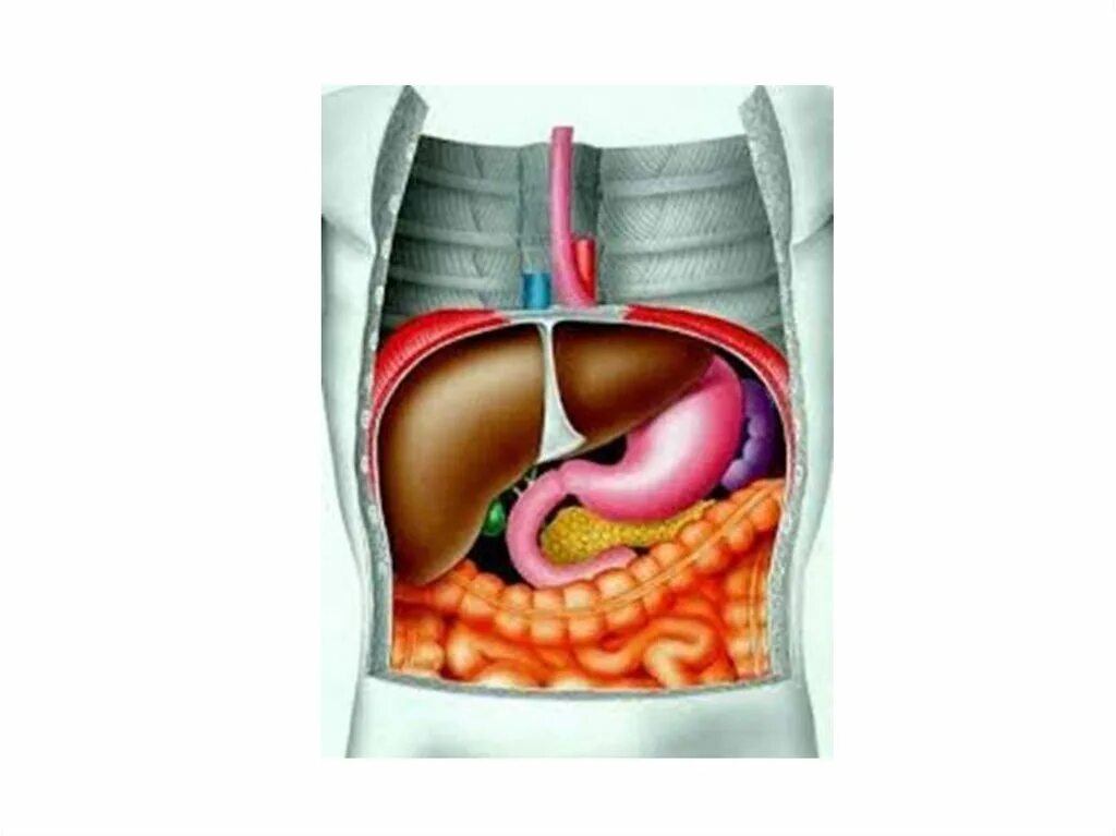 Печень расположена в полости. Расположение органов брюшной полости. Печень в брюшной полости расположена.