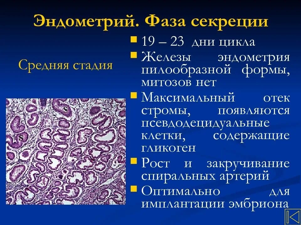 Строма плотная