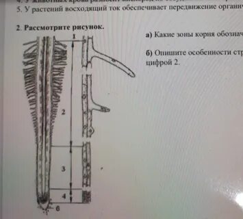 Какие корни обозначены на рисунке цифрами 1
