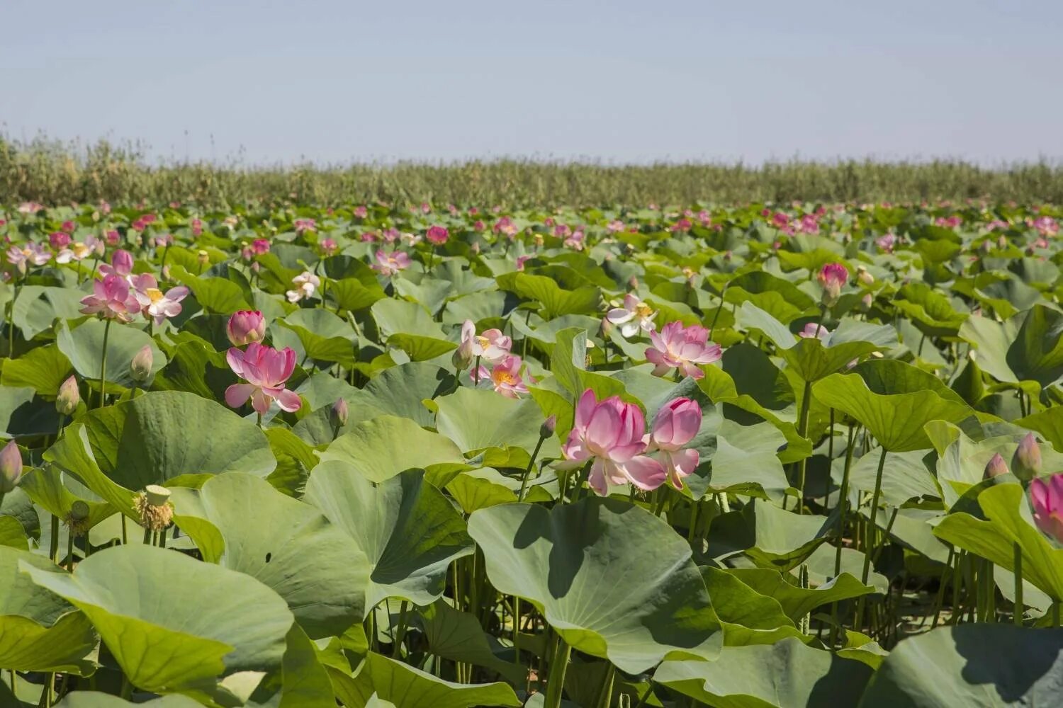 Долина лотосов в дельте волги. Лотосовые поля астрахань. Лотосовые поля астрахань. Лотосовые поля в калмыкии. Долина лотосов астрахань.