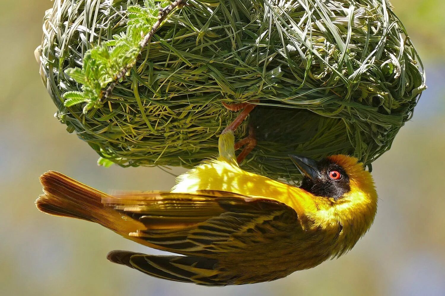 After a bird. Красноголовый Ткачик. Ткачик птица. Гнездо Ткачика. Ткачик птица гнездо.