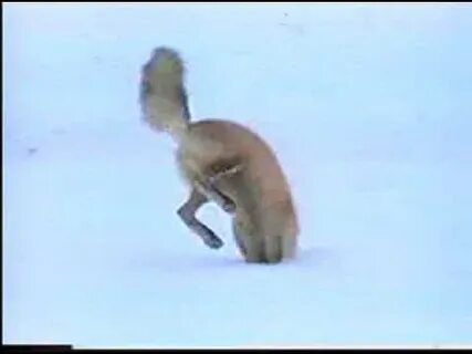 Лиса мышкует зимой видео
