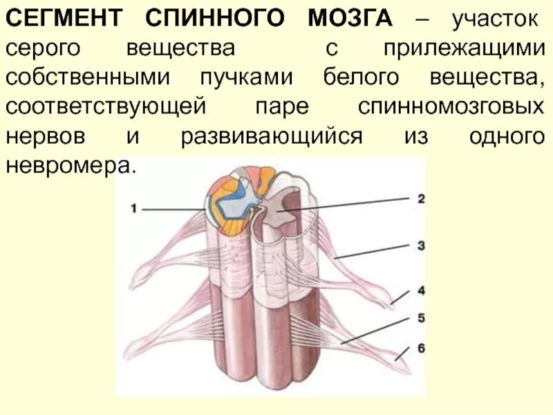 Сегмент спинного мозга функции. Строение сегмента спинного мозга. сегменттспинного мозга. сегмент спинного мозга рисунок. собственные пучки спинного мозга.