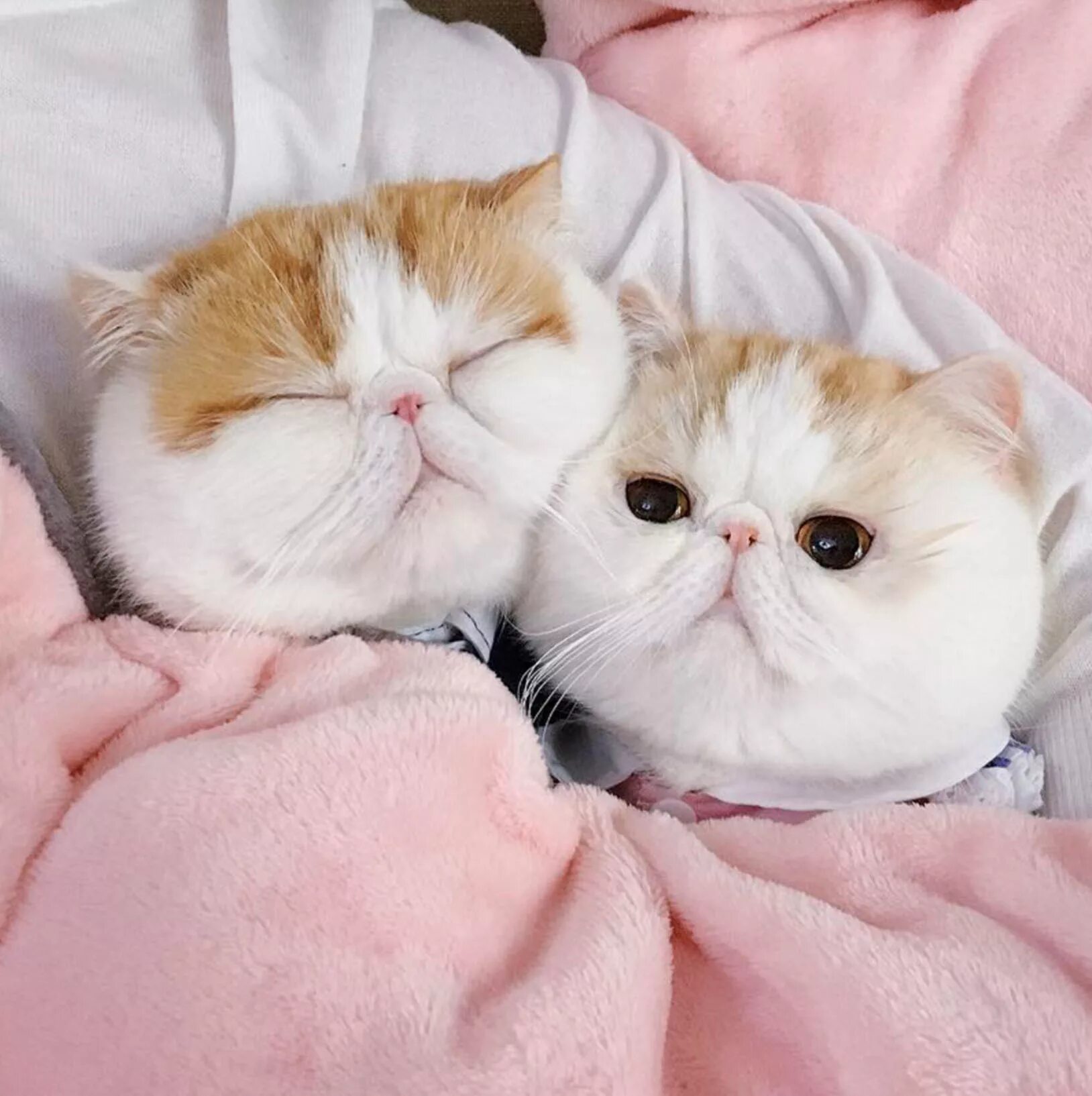 милые коты. мимимишные котики. нежные котята. мимимишные котики. милая кошка.