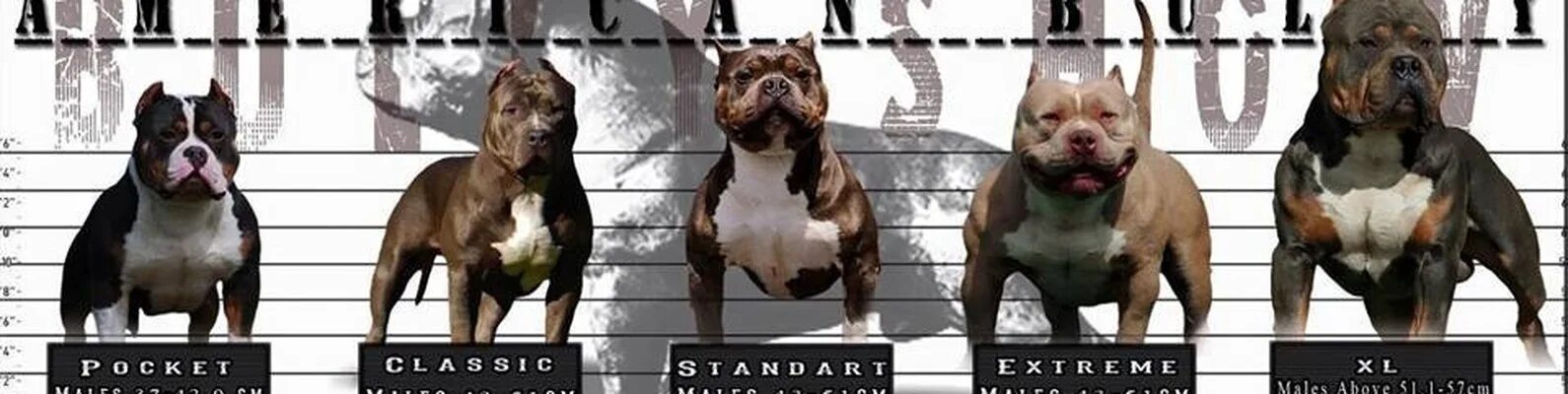 Американский стафф терьер серый. Американский стаффордширский терьер девочка. Рост щенка американского булли. Американский стаффордширский терьер. Стаффордширский терьер рост.