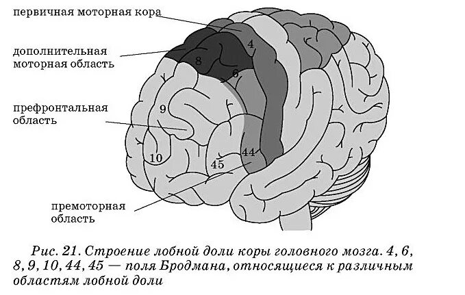 Двигательная область мозга. Поражение префронтальных отделов головного мозга лобных долей. Премоторные зоны полушарий головного мозга.