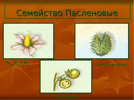 Плоды ягода или коробочка крестоцветные или пасленовые