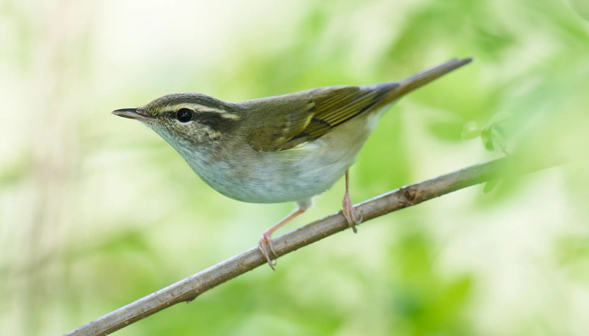 Певчие птицы на ветках. Черногрудый дрозд. Белобрюхий дрозд. Певчие птицы башкирии. Певчая птица семейства дроздов.