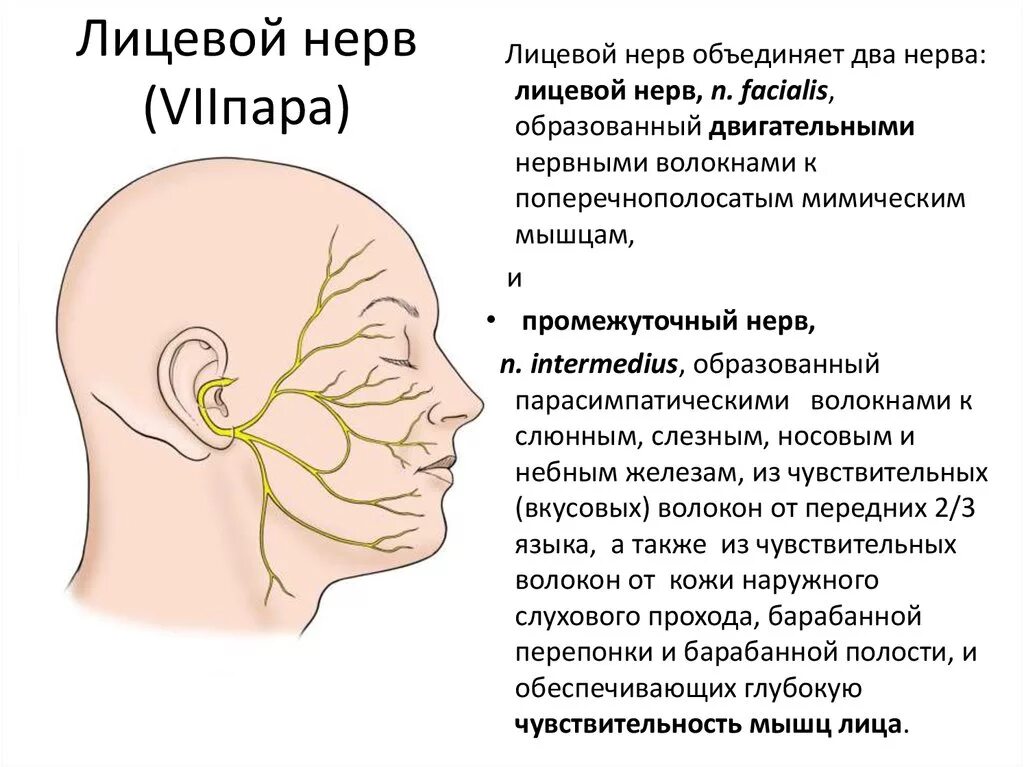 Повреждение краевой ветви лицевого нерва. Лицевой нерв строение и функции. Лицевой нерв характеристика. VII пара лицевой нерв иннервирует.