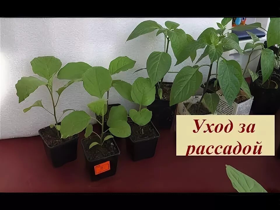 Рассада баклажан. Рассада баклажан в пакетах. Уход за рассадой баклажан. Сажаем баклажаны и перцы. Как ухаживать за рассадой баклажан