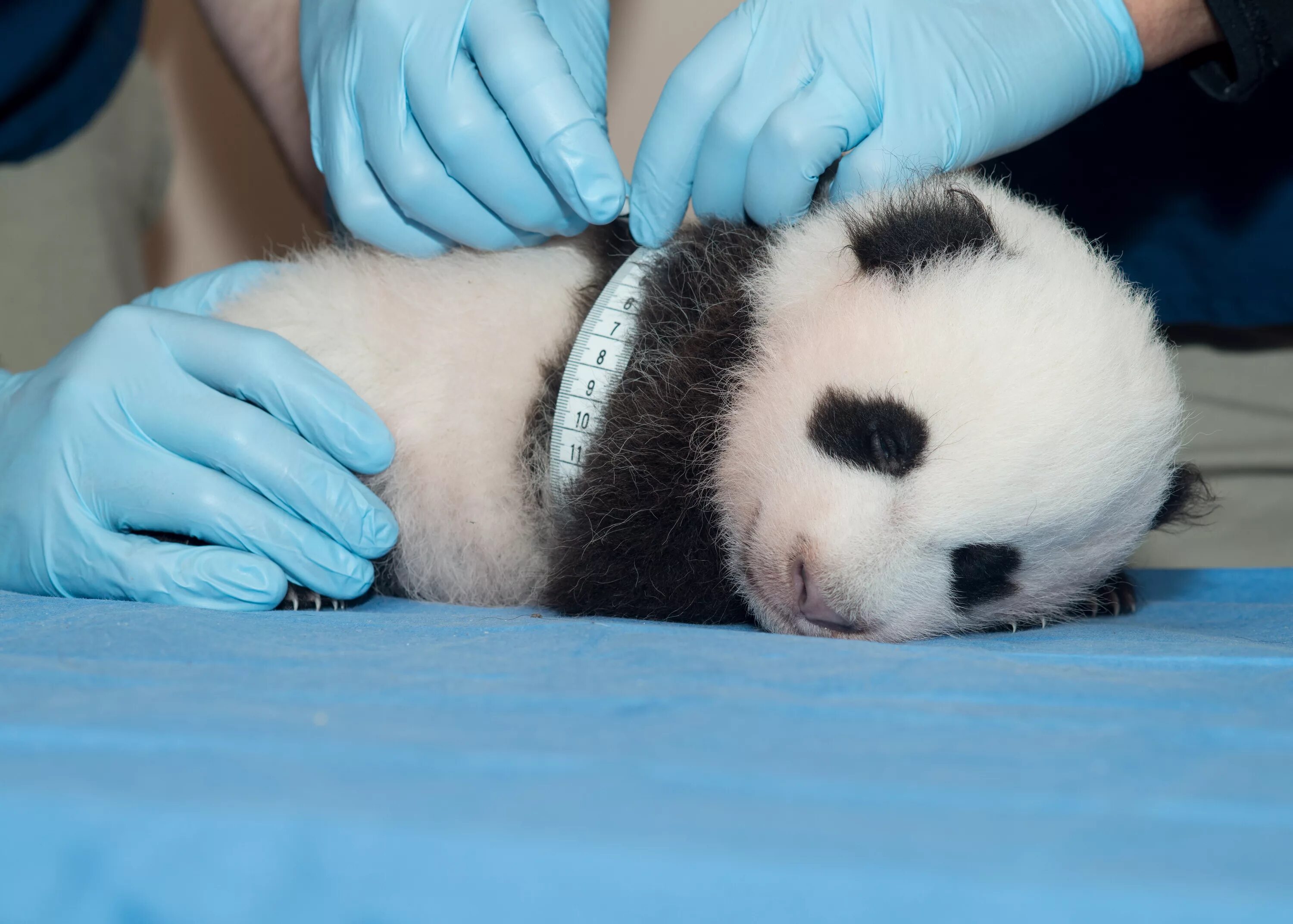 Родившийся детеныш панды. Новорожденный Медвежонок панды. Рождение панды. Панда с детёнышем. Малыш панды новорожденный.