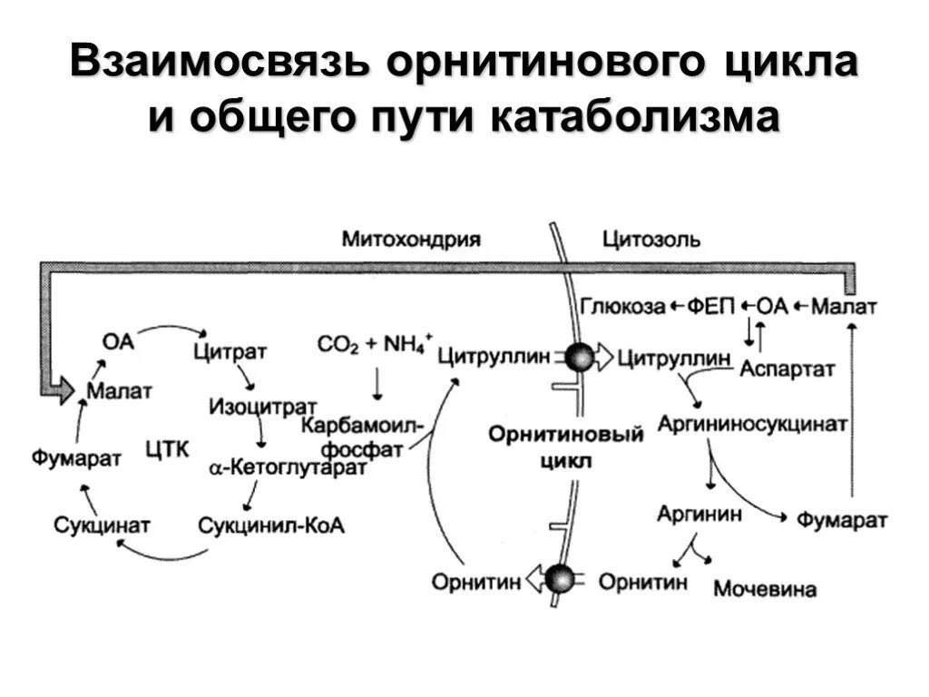 Регуляция карнитинитинового цикла. Орнитиновый цикл в митохондриях. Схема связь ЦТК И орнитинового цикла. Схема орнитинового цикла биохимия. Орнитиновый цикл реакции