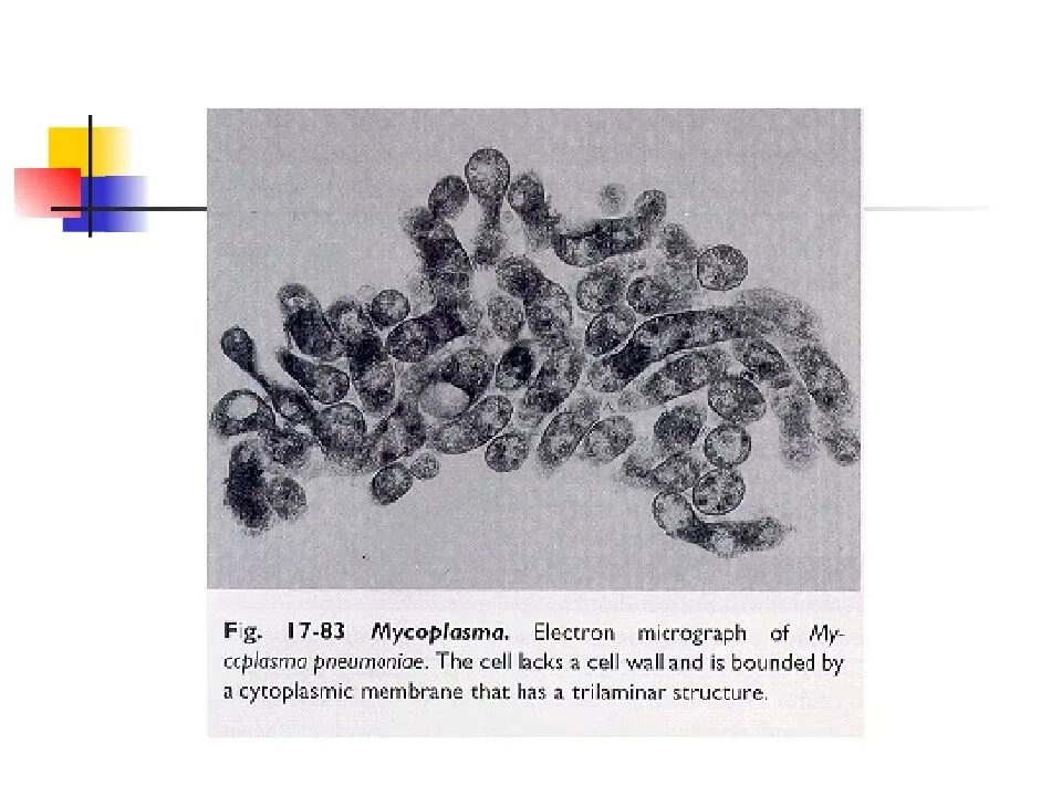 Микоплазма зев. Mycoplasma pneumoniae микроскопия. Микоплазма пневмония микробиология. Mycoplasma genitalium микроскопия. Микоплазма пневмонии Mycoplasma pneumoniae.