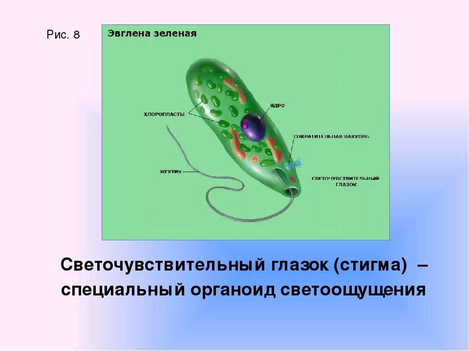 Органеллы водоросли. Органоиды движения эвглены зеленой. Светочувствительный глазок у зелёной эвглены. Органеллы питания эвглены зеленой. Функции органоидов эвглены зеленой.