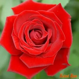 Real rose