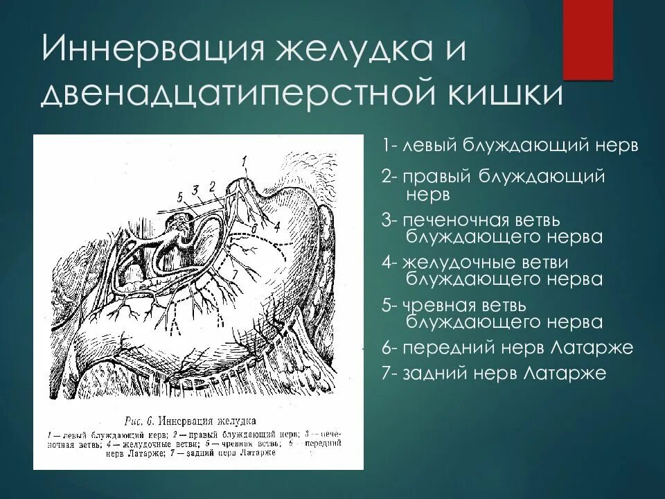 Левый блуждающий нерв. Кровоснабжение 12 перстной кишки анатомия. Двенадцатиперстная кишка кровоснабжение и иннервация. Кровоснабжение 12 перстной кишки схема. 2.Двенадцатиперстная кишка, кровоснабжение, иннервация.