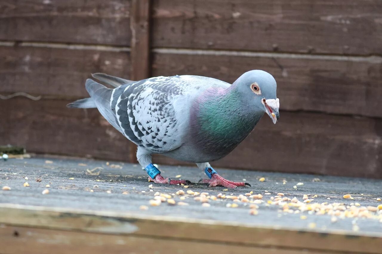 Race bird. Пиджеон голубь. Гренадская Горлица. Голубь подросток. Серый голубь.