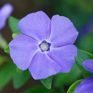 Vinca blue