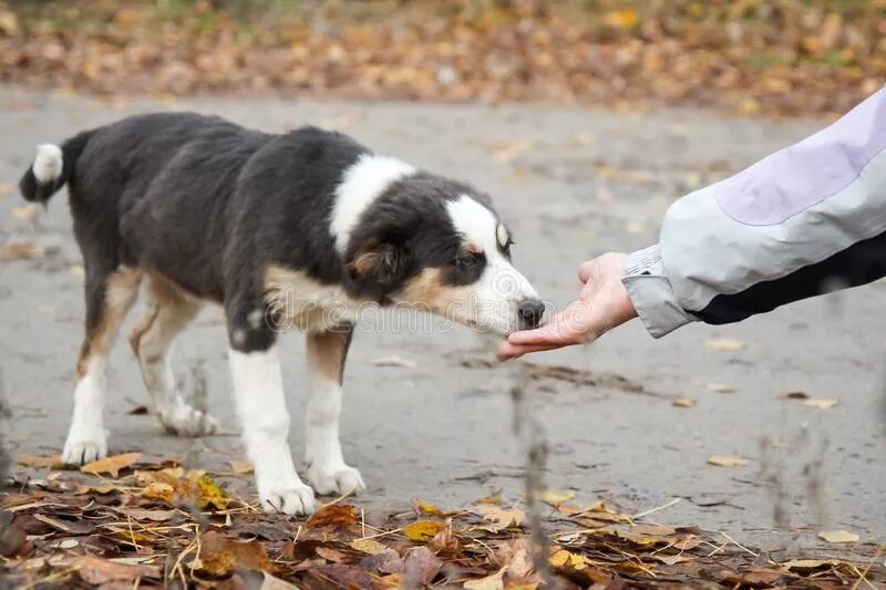 Бездомный щенок в руках. Кормление собак на улице. Человек кормит собаку с руки.