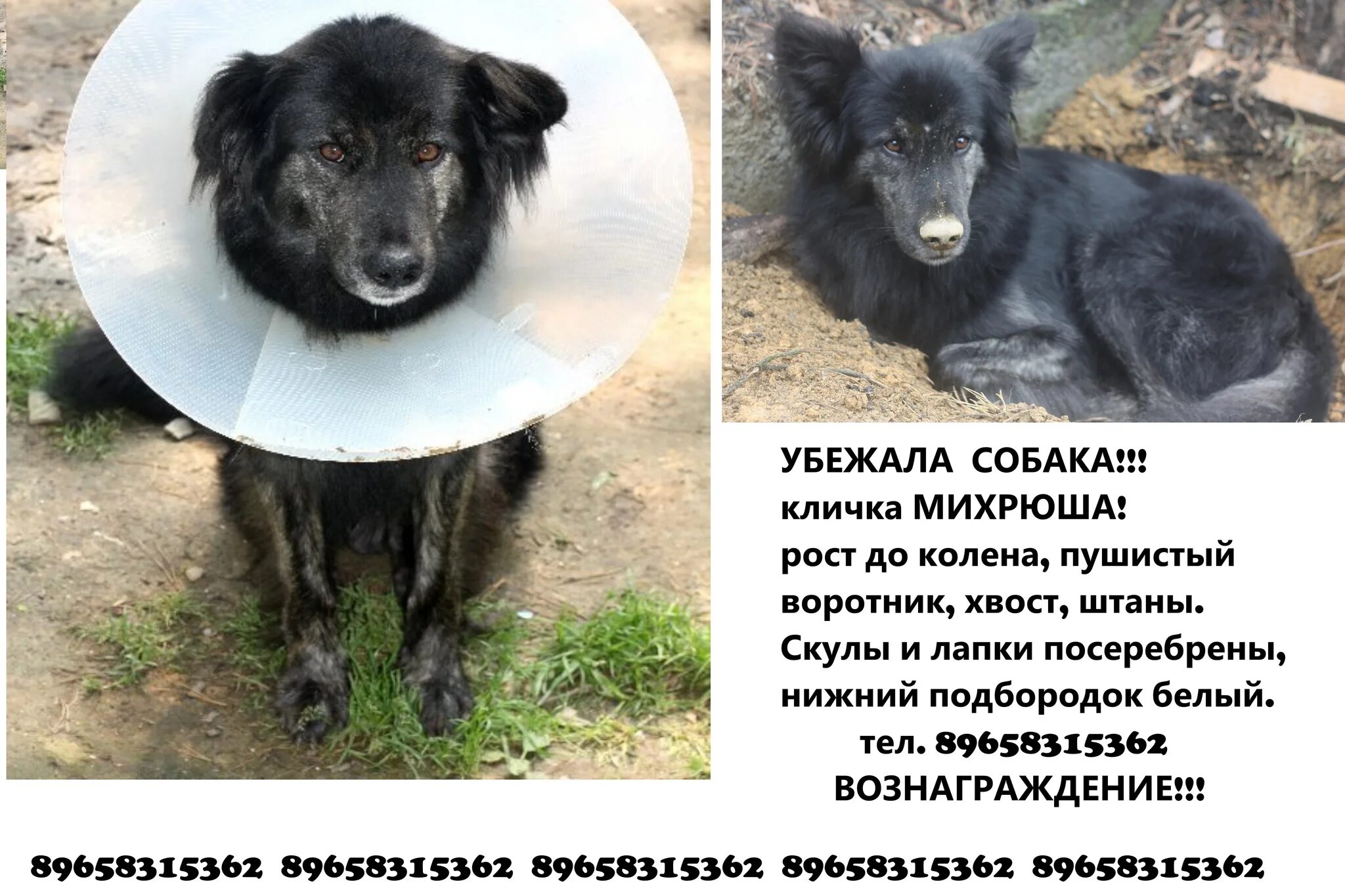 Кличка собак форум. Клички для собак. собака по кличке новость анекдоты. собака по кличке новость нашла. юмор прозвища собак.