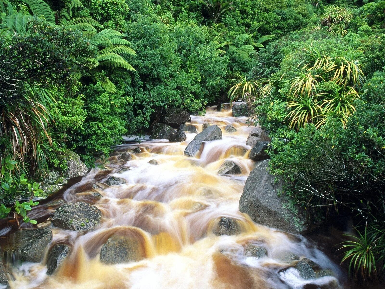 Jungle river