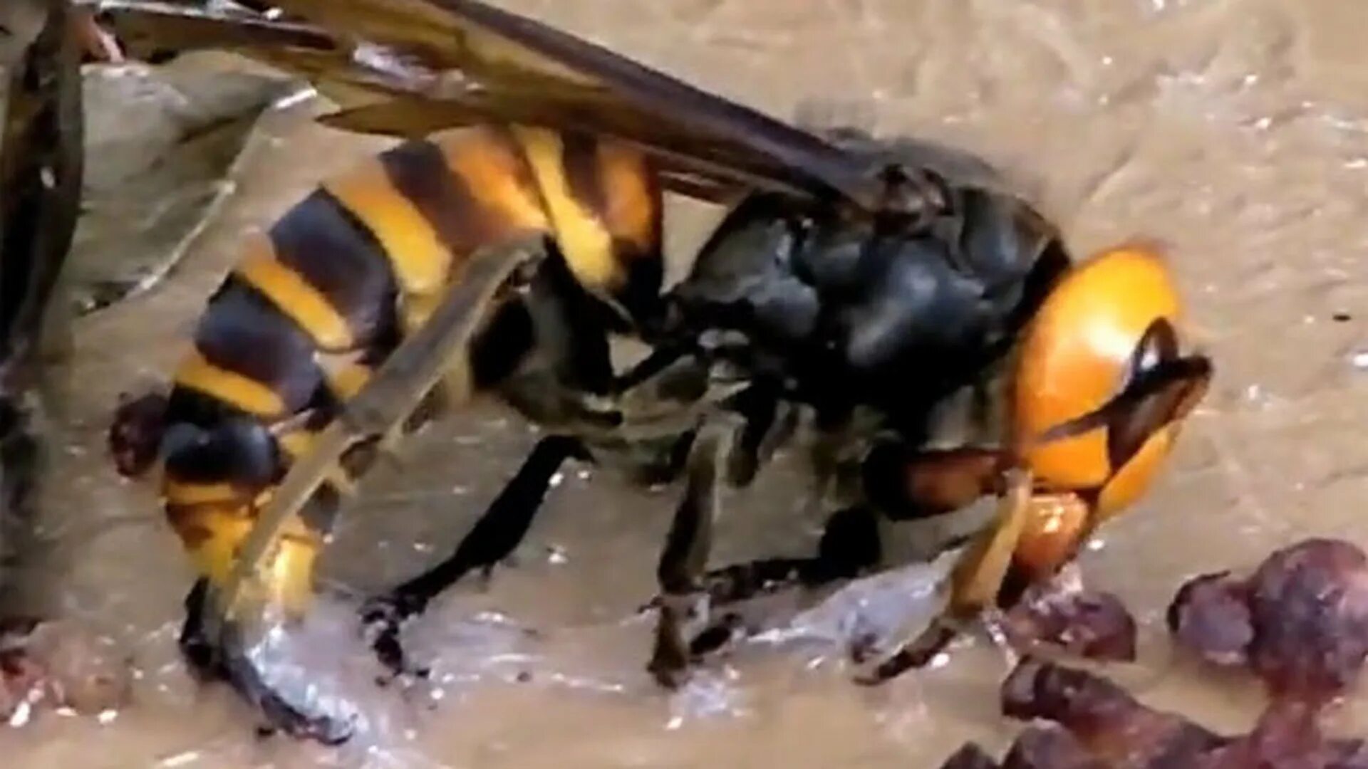 матка осы и шершень. шершни в саратове насекомые. гигантский шершень убийца. шершень и оса. азиатский шершень и оса пчела.