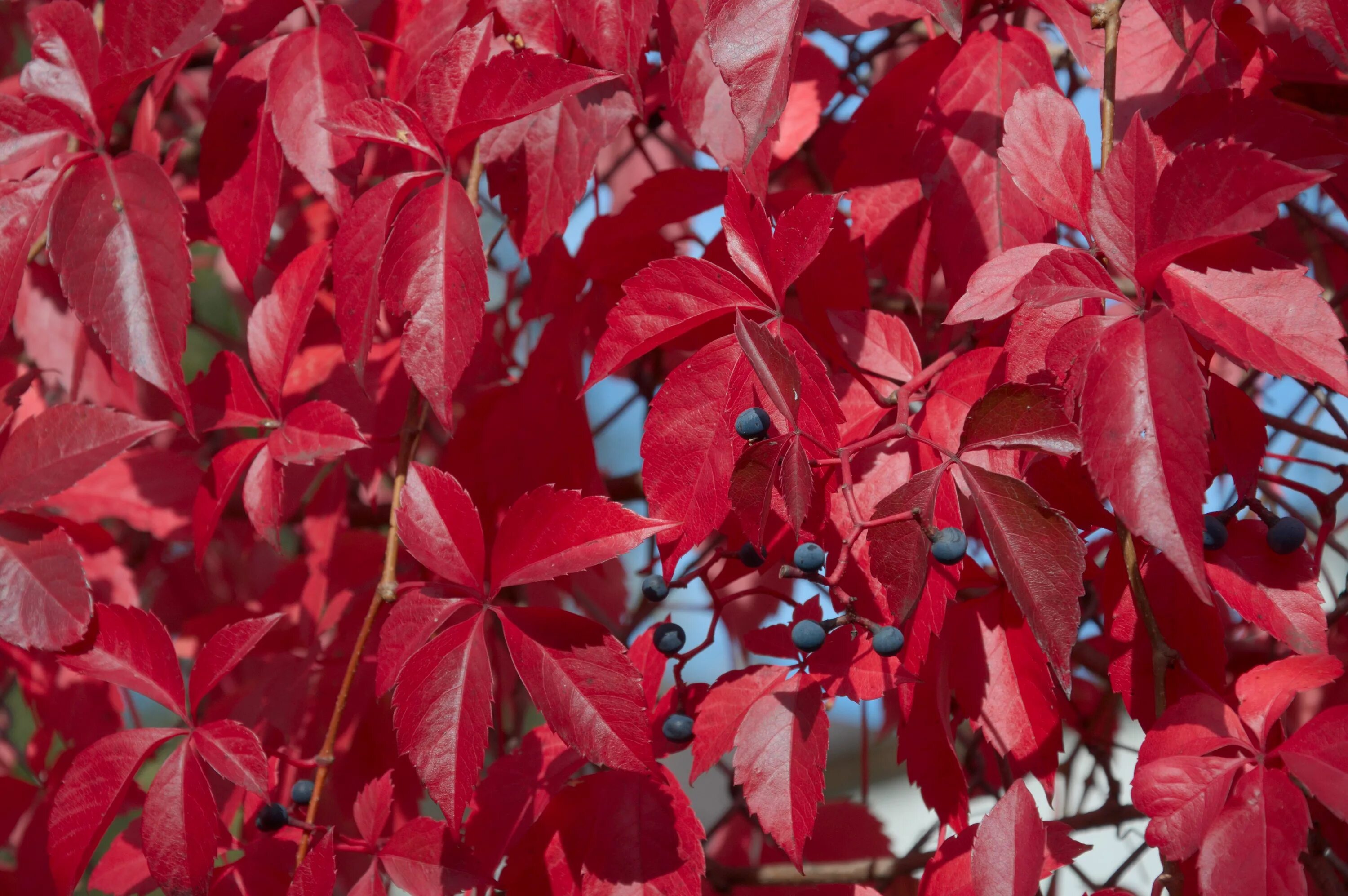 The fiery colors of the Cotoneaster lucidus (Peking Cotoneaster). A very hardy s
