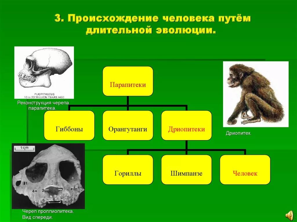 Парапитеки особенности строения. Парапитеки дриопитеки проплиопитеки. Строение дриопитеков кратко. Эволюция человека дриопитек. Древние приматы парапитеки.