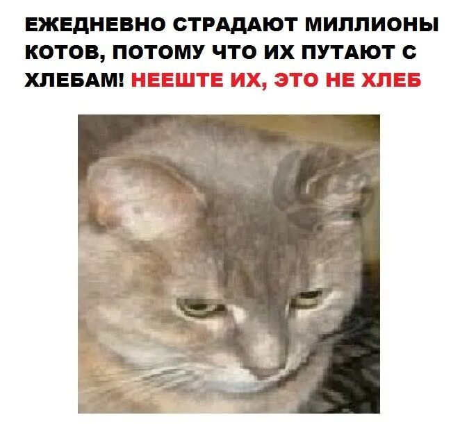 Чего там есть хлеба то кот поплакал. Кот не хлеб. я не хлеб я кот. кот хлеб не ешь. я не хлеб не ешь подумай.