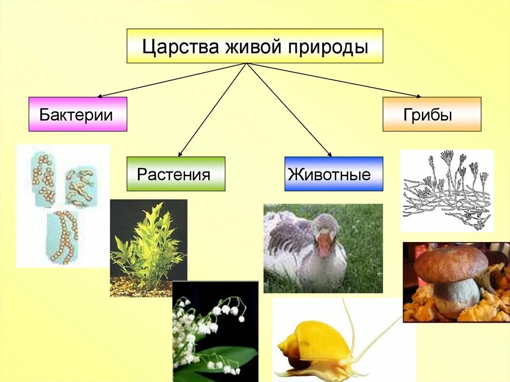 Какой форме звук представлен в живой природе. Царство животных растений грибов бактерий. Царство грибов царство растений царство животных. Царство растений животных грибов бактерий вирусов. Бактерии грибы растения животные это царство.