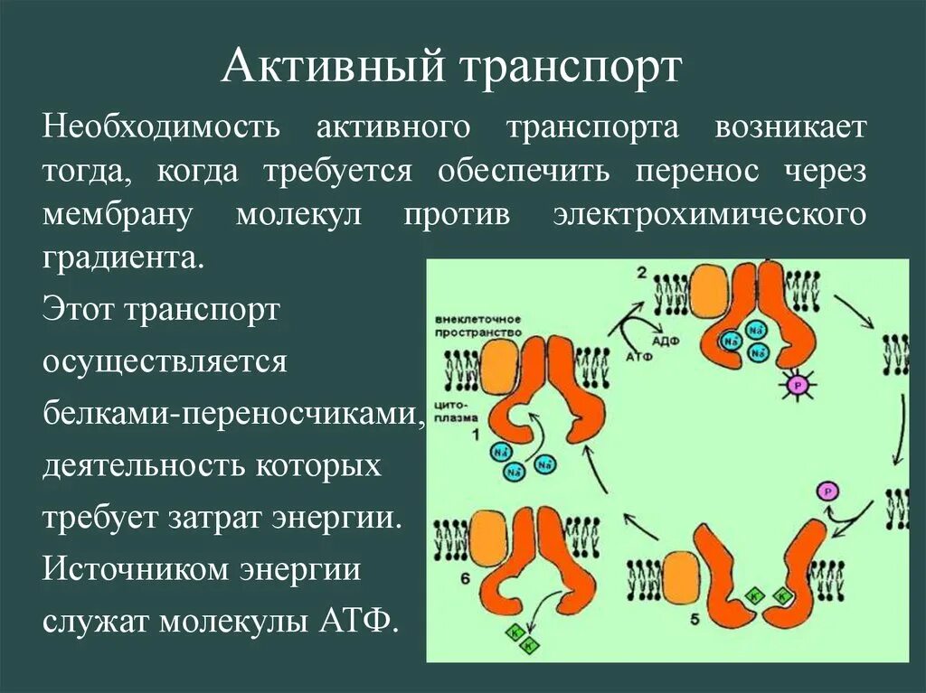 Первичный активный транспорт веществ через мембрану. К активному транспорту веществ через мембрану клетки относятся. Активный транспорт. Источник энергии для активного транспорта.