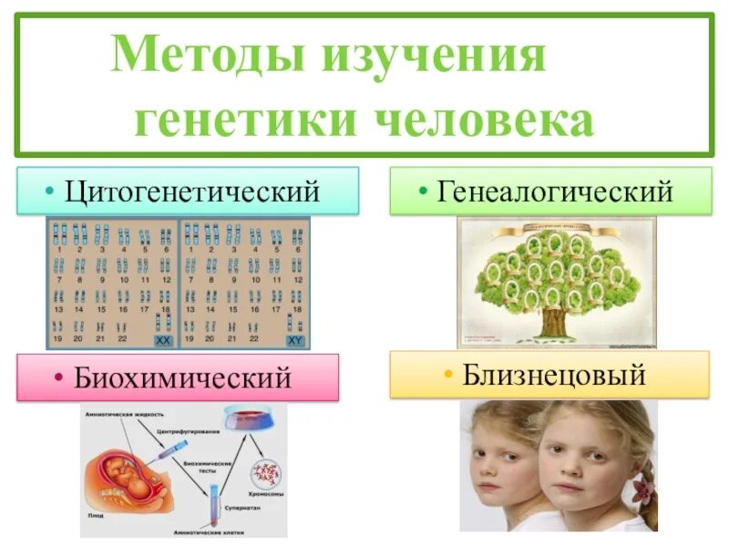 Генетических исследований человека. Методы биологических исследований близнецовый цитогенетический. Методы исследования генетики человека генеалогический близнецовый. Методы изучения генетики человека генеалогический. Генеалогический метод изучения генетики человека.