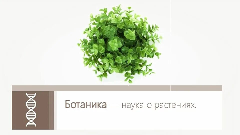 Какая ботаническая наука изучает размножение растений