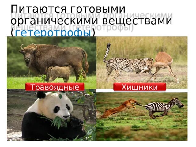 Гетеротрофы. Животное питается готовыми органическими веществами. Все животные питаются готовыми органическими веществами. Животное питается готовыми органическими веществами. Животное питается готовыми органическими веществами.