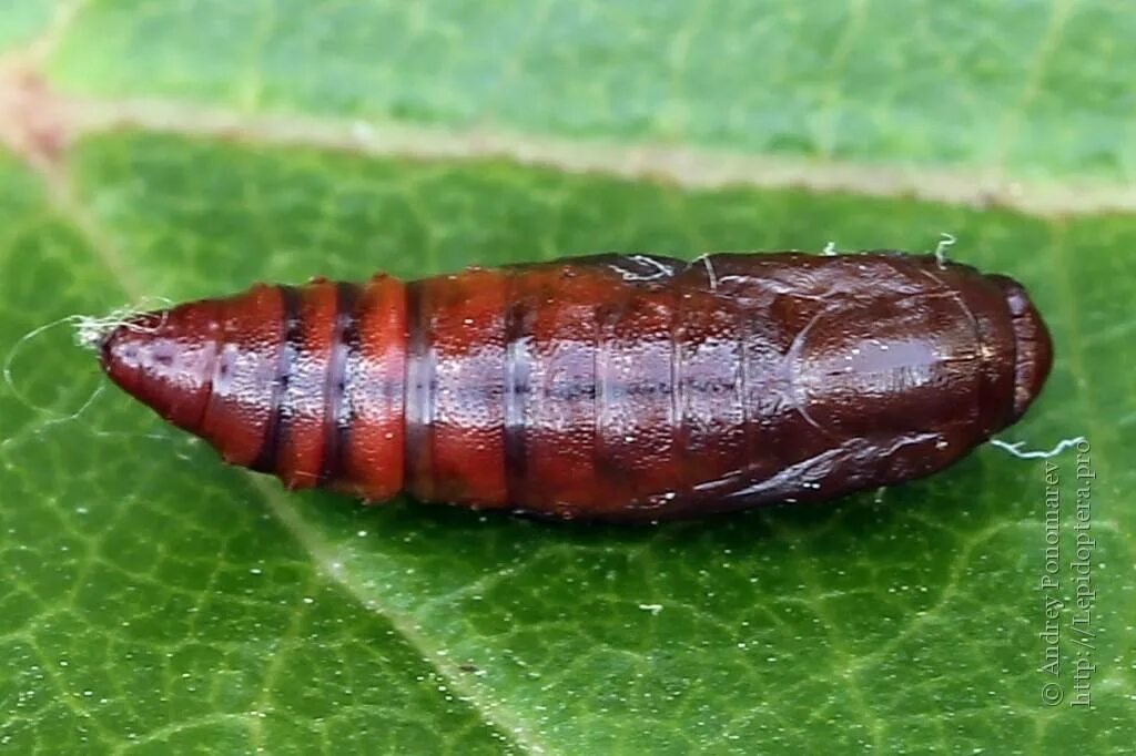 личинка жука мягкотелки. куколка бабочки бражника. огромная куколка в земле. куколка в почве. красная куколка насекомого.