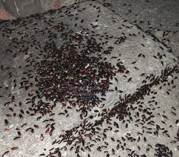 Полчища тараканов. Полчища тараканов. Полчища тараканов. Стая тараканов. Нашествие тараканов 2000.