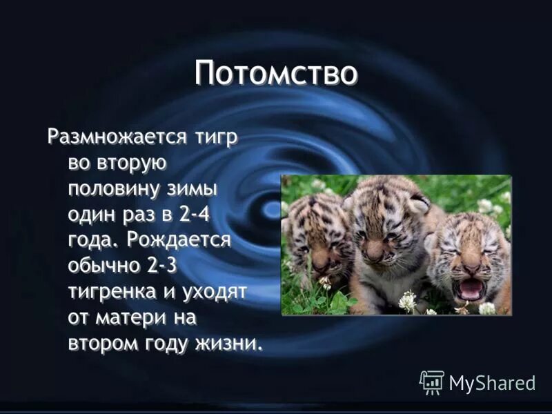 группа к которой относится тигр. продолжительность жизни амурского тигра. к какой группе относится тигр. систематика амурского тигра. чем питаются амурские тинр.