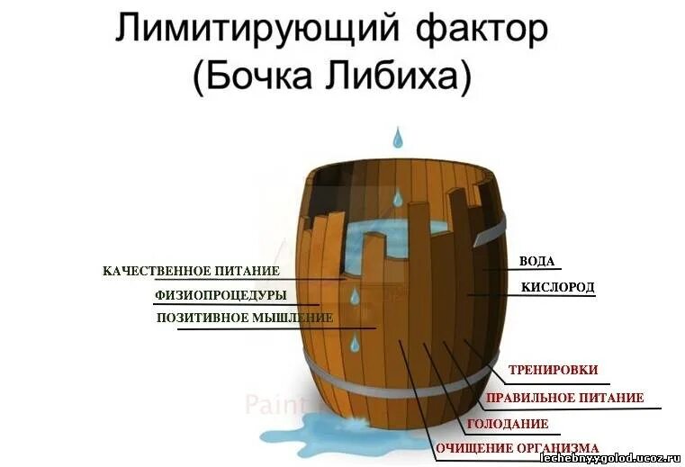 Закон ограничивающего фактора кратко. Бочка Либиха и лимитирующие факторы. Лимитирующие факторы закон минимума Либиха. Биология бочка Либиха. Закон ограничивающего фактора Либиха.