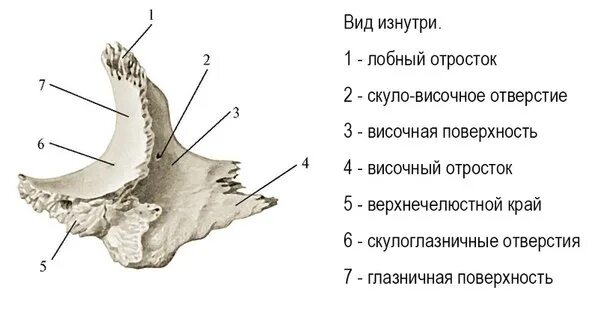 Анатомия скуловой кости