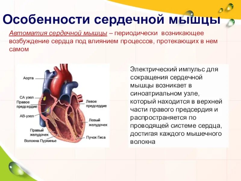 Сердечная строение и функции. Строение сердца особенности сердечной мышцы. Особенности строения и функционирования сердечной мышцы. Сердечная мышца особенности строения. Особенности строения и основные свойства сердечной мышцы.