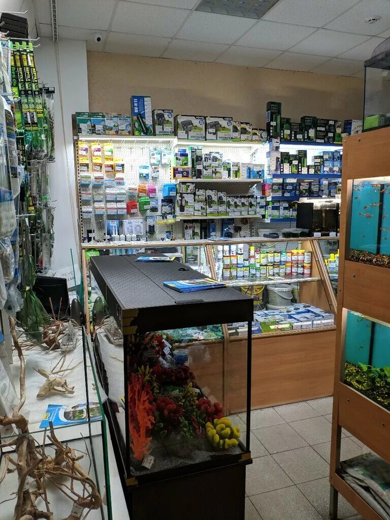 Аквариумный магазин воронеж. Магазин аквариумных товаров воронеж. Аквариумные рыбки в зоомагазине. Аквариум для арованы. Арована в аквариуме.
