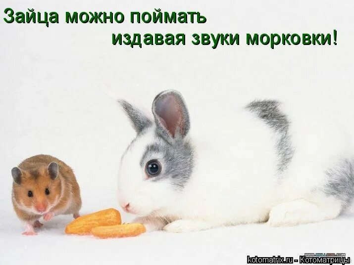 зайцы в подмосковье. заяц в траве. длинноухий заяц. можно зайца. заяц беляк.