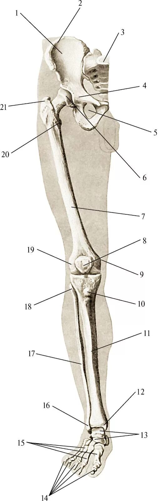 Части нижней конечности. Кости нижней конечности анатомия. Кости нижней конечности( кости таза и свободной нижней конечности). Нижние конечности анатомия Остеология. Кости нижних конечностей человека анатомия.