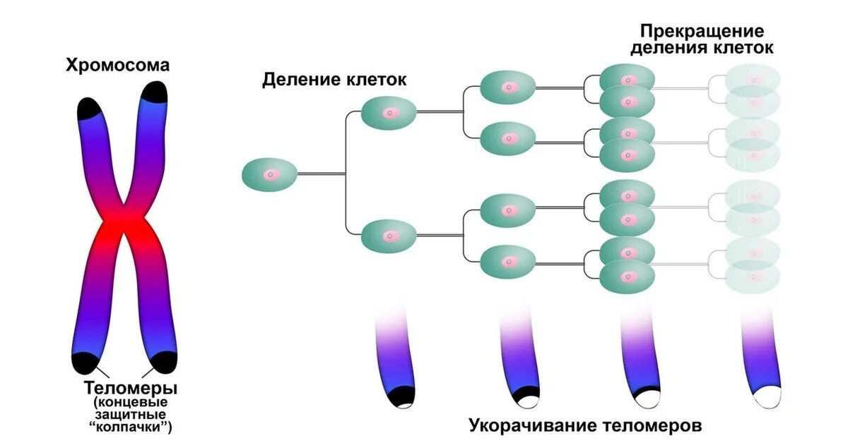 Теломерная теория Хейфлика. Гипотеза старения Хейфлика. Теломеры хромосом и старение. Оловников теломеры. Клетки б укорачивание