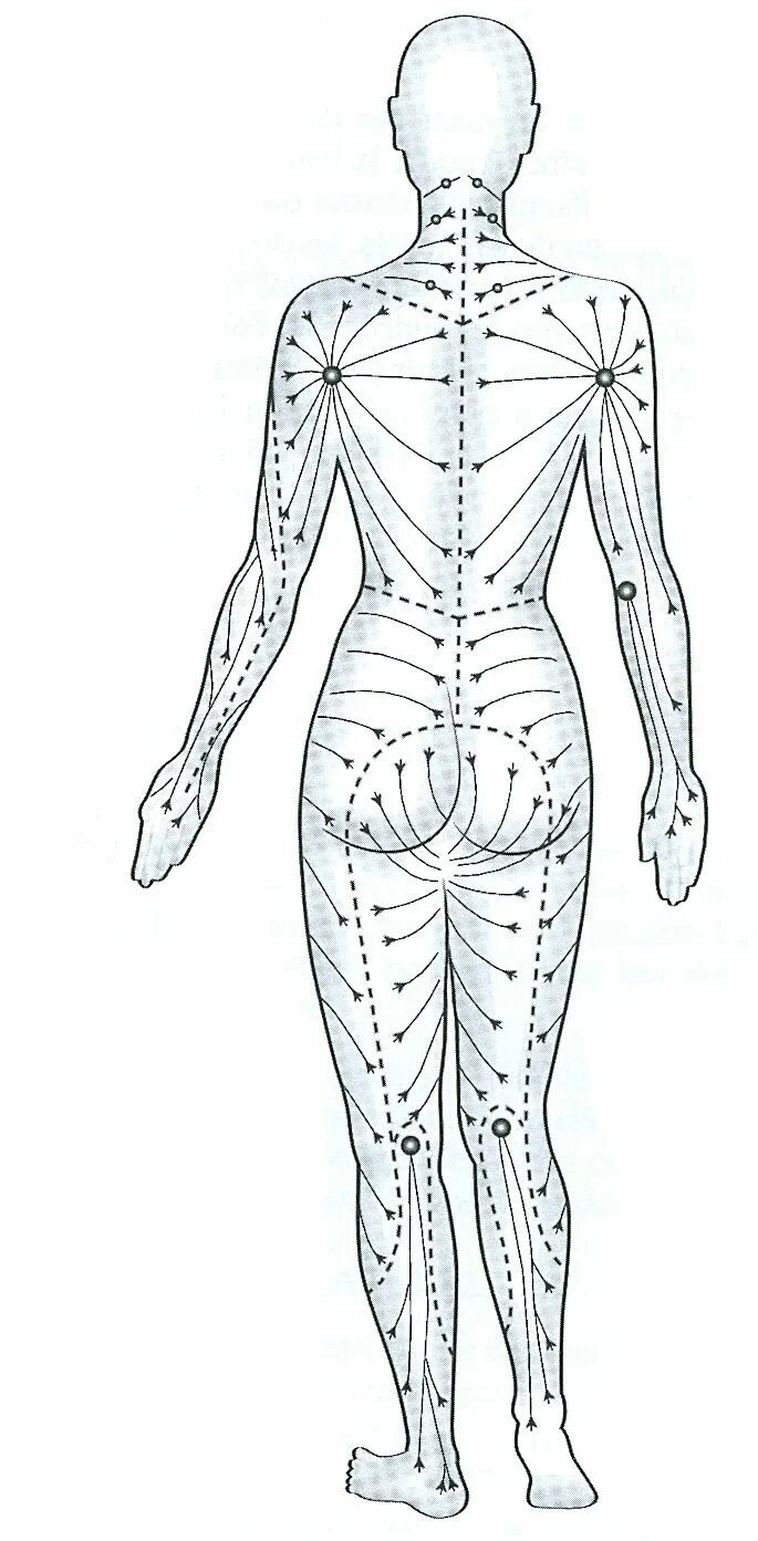 Массажные линии тела схема лимфа. Лимфатическая система человека лимфодренажный массаж. Лимфатическая система схема движения лимфы. Лимфатическая система массажные линии тела.