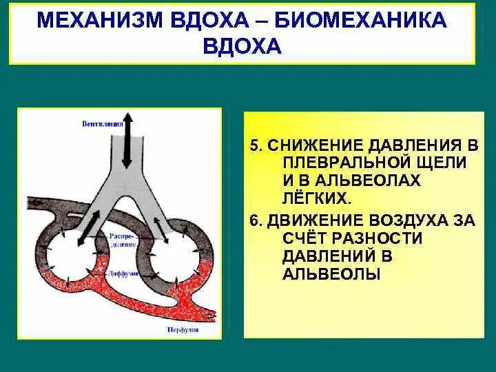 Функция внешнего дыхания биомеханика дыхательных движений. Биомеханика внешнего дыхания физиология. биомеханика вдоха и выдоха. биомеханика дыхательных движений. биомеханика выдоха схема.