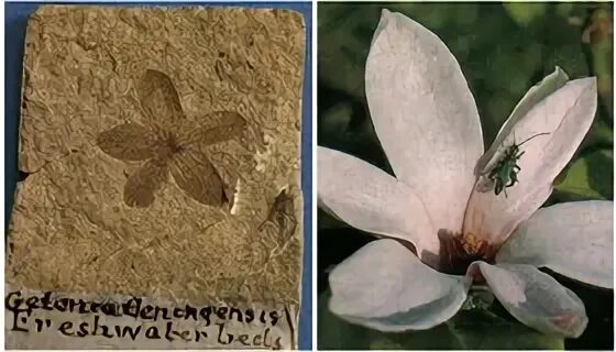 древние покрытосеменные. меловой период растительность покрытосеменные. древние цветковые растения. первые покрытосеменные растения. древние покрытосеменные.